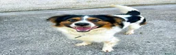 Meticcio cani in regalo: Mix Border Collie 2 anni - Annuncio 1