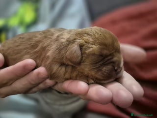 Cavalier King cani Cuccioli Cavalier King Charles Spaniel - Annuncio 35