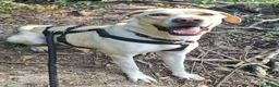 Labrador cani in regalo: Lily 2 anni mix labrador  - Annuncio 6