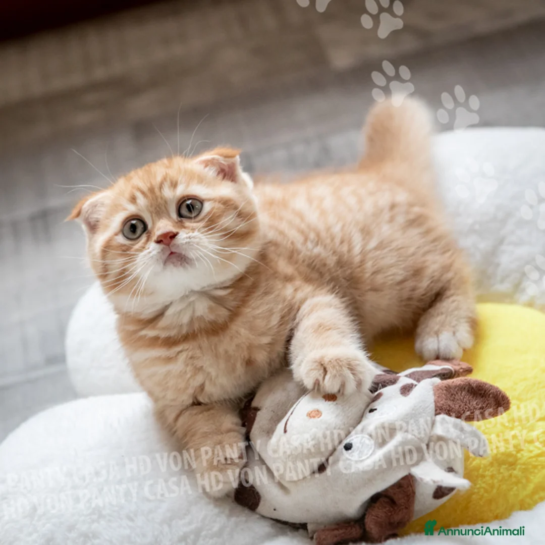 Scottish gatti in vendita: Maschietti Scottish Fold - Annuncio 1