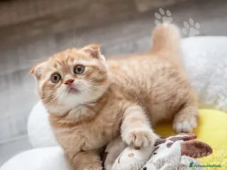 Scottish gatti Maschietti Scottish Fold - Annuncio 2