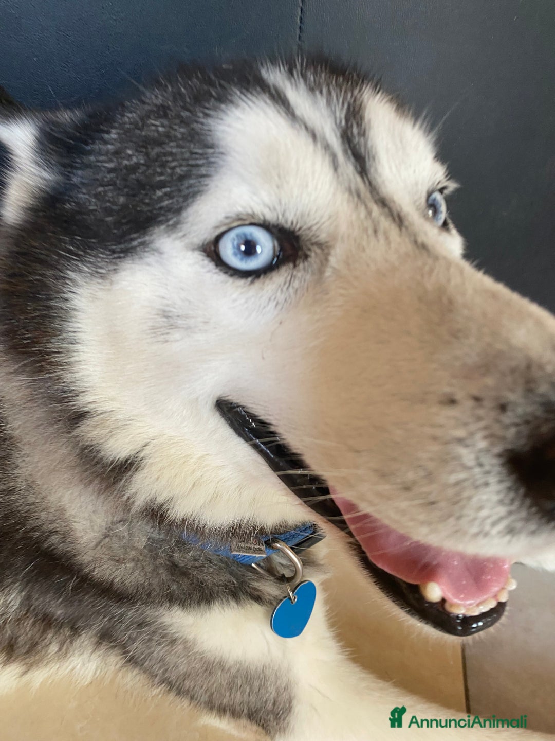 Husky cani per accoppiamento: Tyson cerca compagna  - Annuncio 11