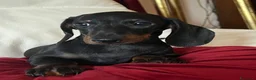 Bassotto cani in vendita: Cuccioli Bassotto Kaninchen e nano - Annuncio 37