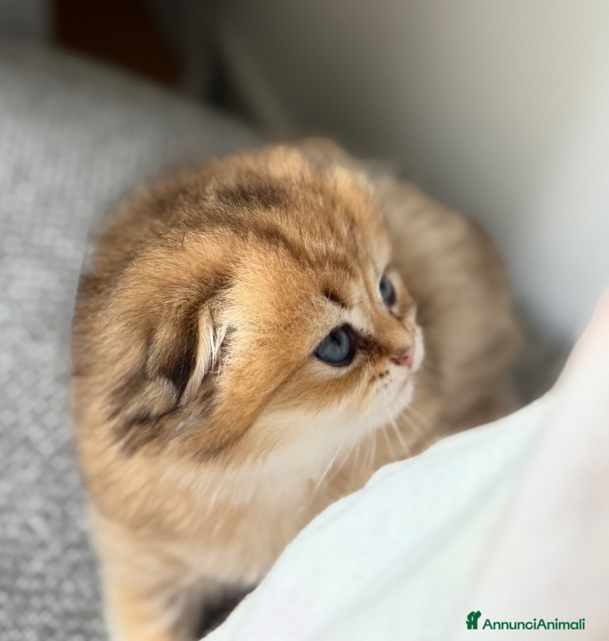 Scottish gatti Scottish fold&straihgt - Annuncio 2