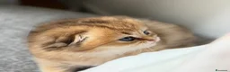 Scottish gatti in vendita: Scottish fold&straihgt - Annuncio 7