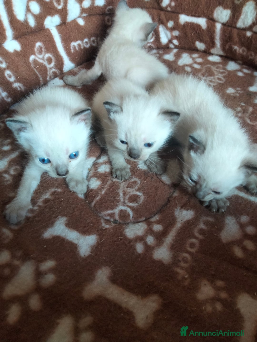 Siamese gatti in vendita: Siamese a Provincia di Cosenza - Immagine 2