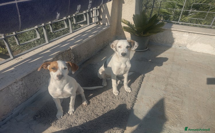 Meticcio cani a Città metropolitana di Catania - Annuncio 20