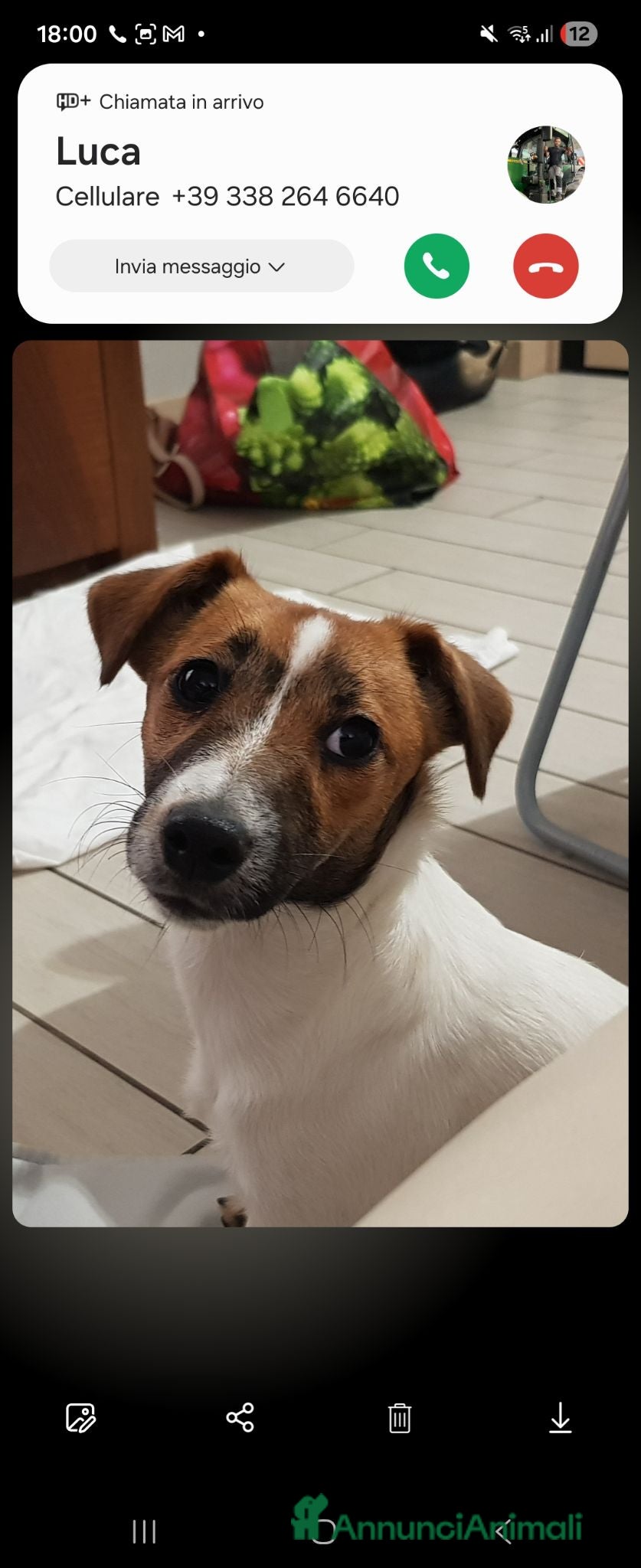 Jack Russell cani Cuccioli jack russel terrier - Annuncio 1