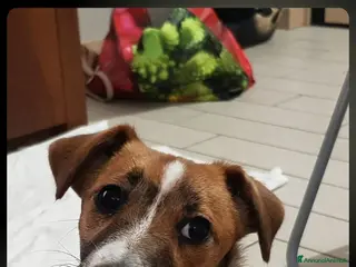 Jack Russell cani Cuccioli jack russel terrier - Annuncio 1