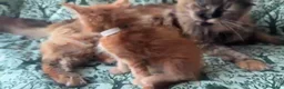 Maine Coon gatti in vendita: Cucciolo rosso di maine coon dolcissimo  - Annuncio 5
