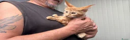 Maine Coon gatti in vendita: Maschietto rosso di maine coon - Annuncio 17
