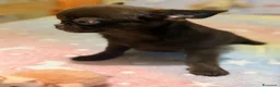 Chihuahua cani in vendita: Chihuahua cucciola - Annuncio 3
