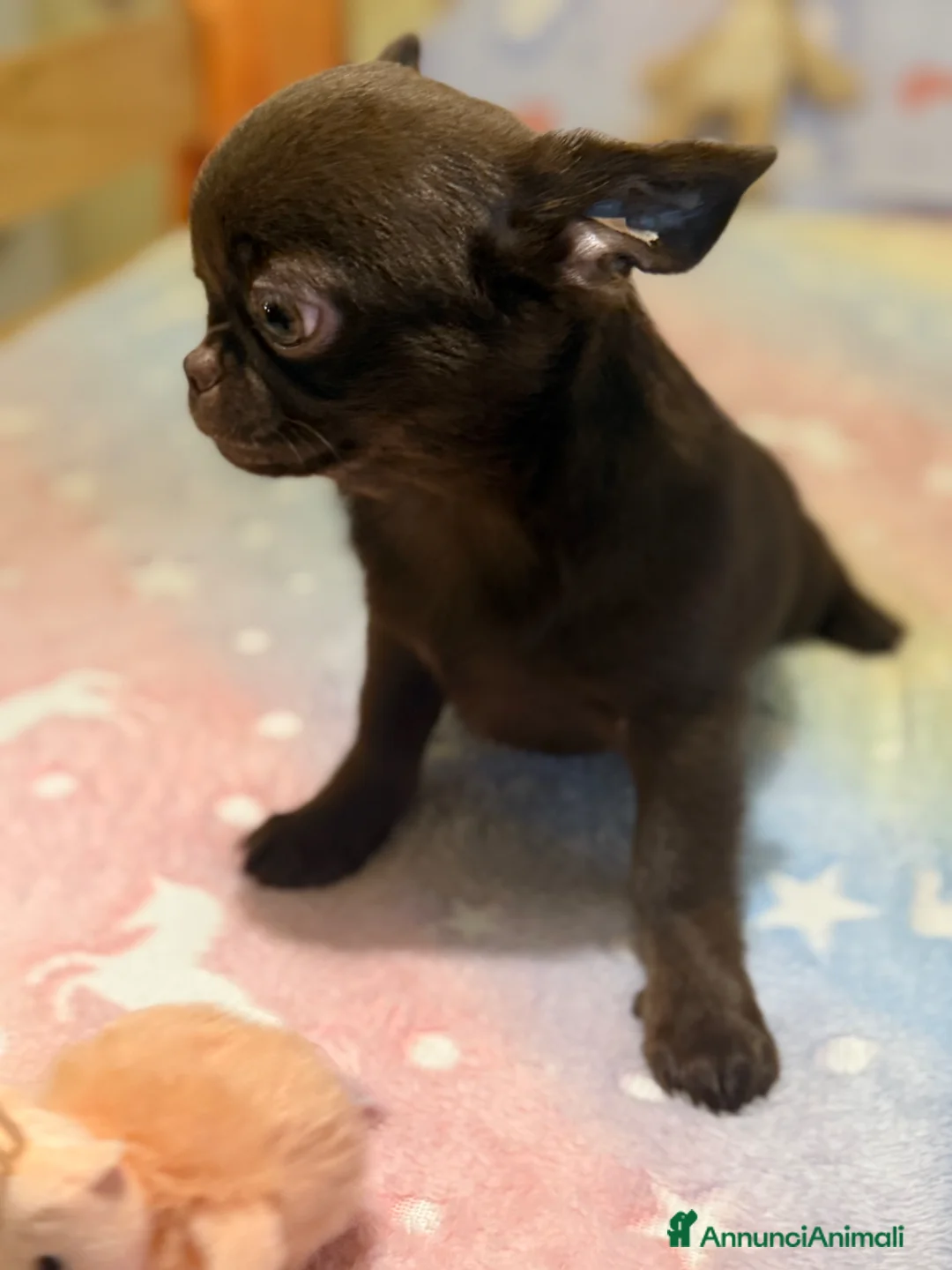 Chihuahua cani in vendita: Chihuahua cucciola - Annuncio 3