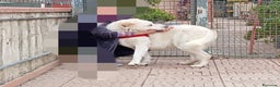 Meticcio cani in regalo: Nuage: cucciolona taglia media socievole  a Città Metropolitana di Genova - Annuncio 9