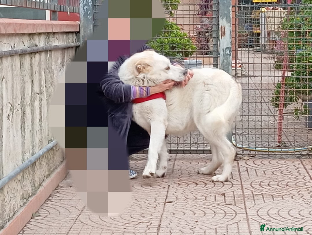 Meticcio cani in regalo: Nuage: cucciolona taglia media socievole  a Città Metropolitana di Genova - Annuncio 9