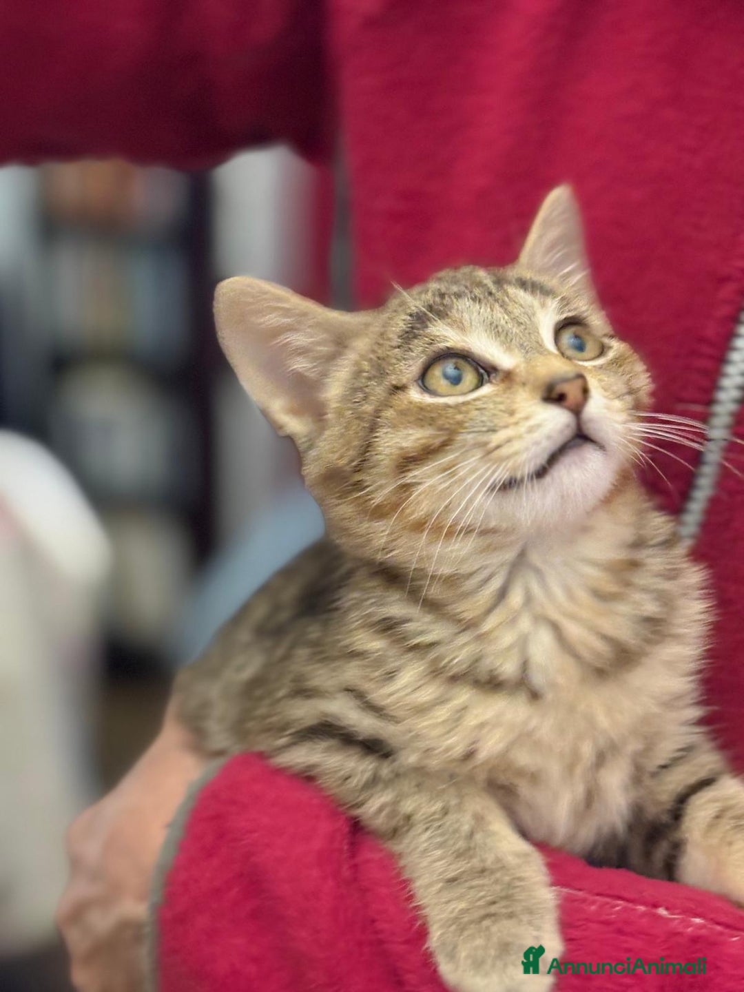 Europeo gatti in regalo: Gattino maschio 3 mesi - Annuncio 2