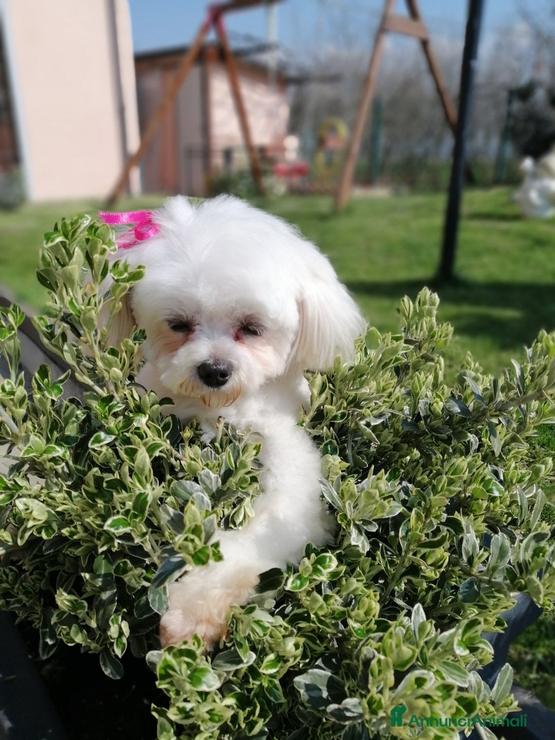 Maltese cani in vendita: CUCCIOLI MALTESI - Annuncio 1