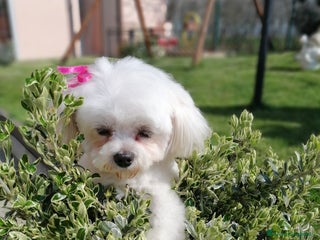 Maltese cani CUCCIOLI MALTESI - Annuncio 10