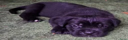 Cane Corso cani in vendita: FANTASTICI CUCCIOLI CANE CORSO a Provincia di Cremona - Annuncio 5