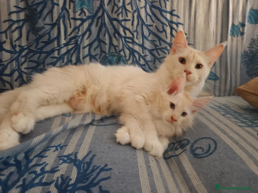 Maine Coon gatti in vendita: Gattini Maine Coon con pedigree AFSI - Annuncio 17