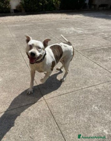 Pitbull cani Pitbull salvata 2anni fa,ha xso 1occhio,CREMONA a Città Metropolitana di Milano - Annuncio 29