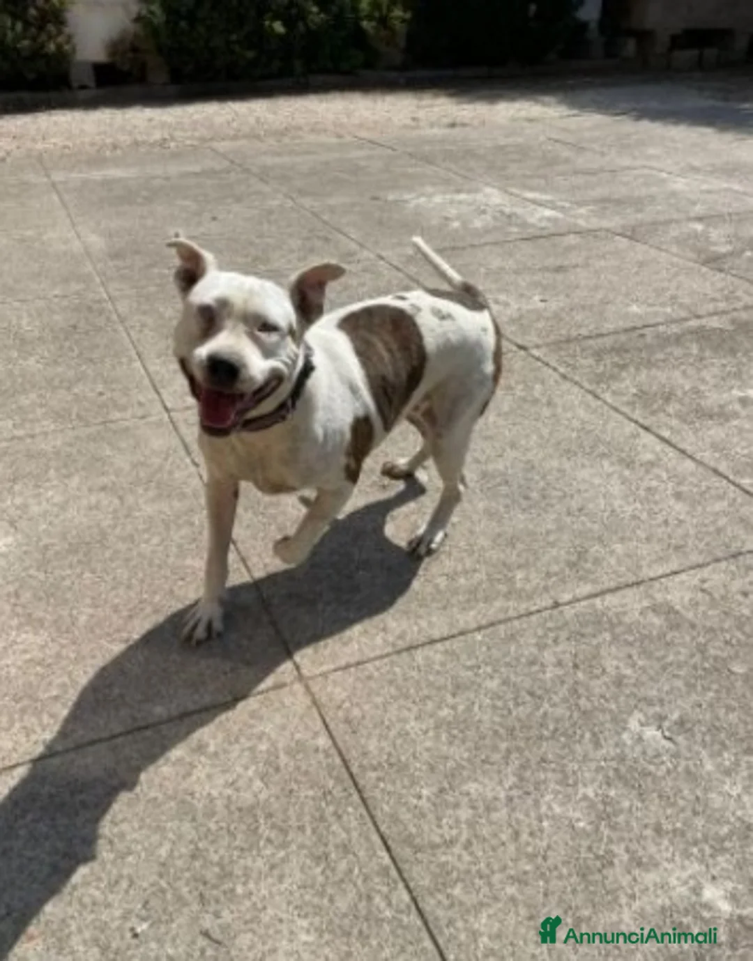 Pitbull cani in regalo: Pitbull salvata 2anni fa,ha xso 1occhio,CREMONA a Città Metropolitana di Milano - Annuncio 1