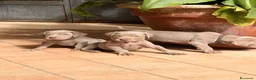 Weimaraner cani in vendita: Vendita cuccioli  Weimaraner  a Provincia di Pescara - Annuncio 4