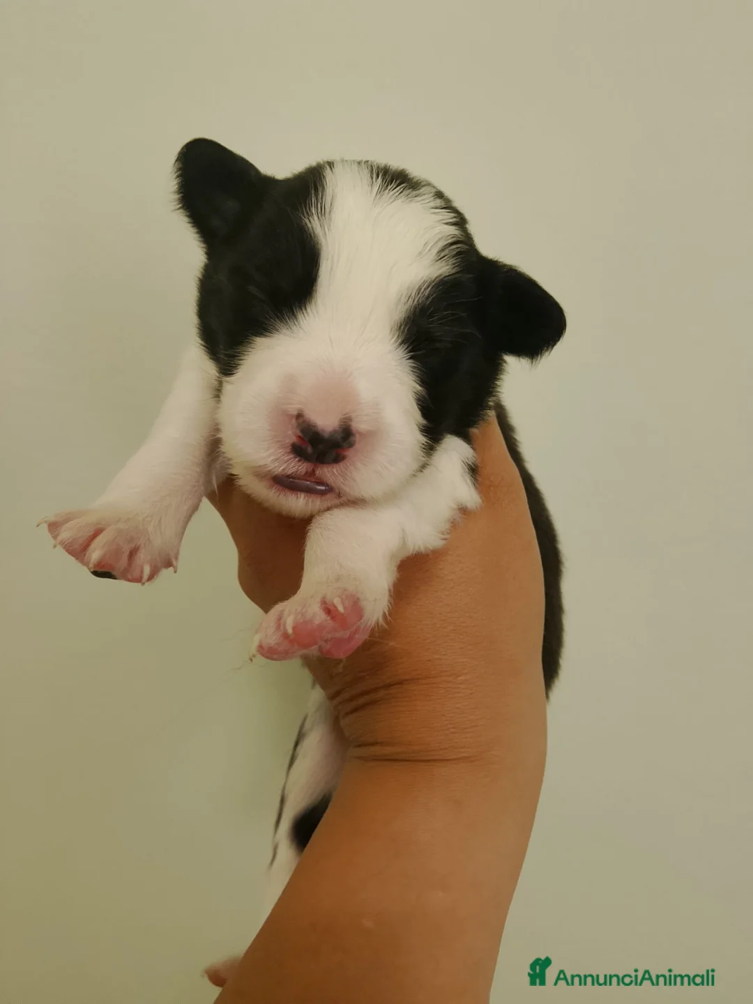 Border Collie cani in vendita:  Border collie Litter k 2026 - Annuncio 2