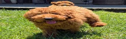 Barboncino cani in vendita: Cuccioli Barboncino rosso  - Annuncio 7