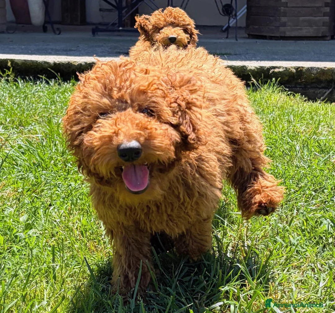 Barboncino cani in vendita: Cuccioli Barboncino rosso  - Annuncio 7