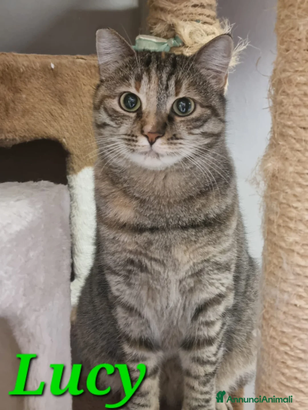 Europeo gatti in regalo: GATTINE DOLCISSIME CERCANO UNA MAMMA - Annuncio 3