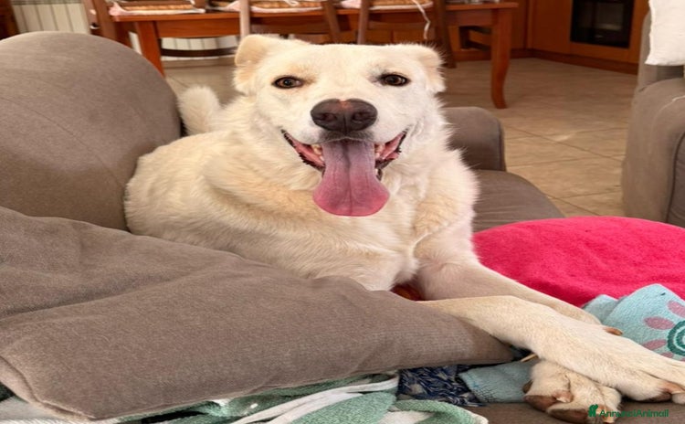 Meticcio cani a Provincia di Varese - Annuncio 2
