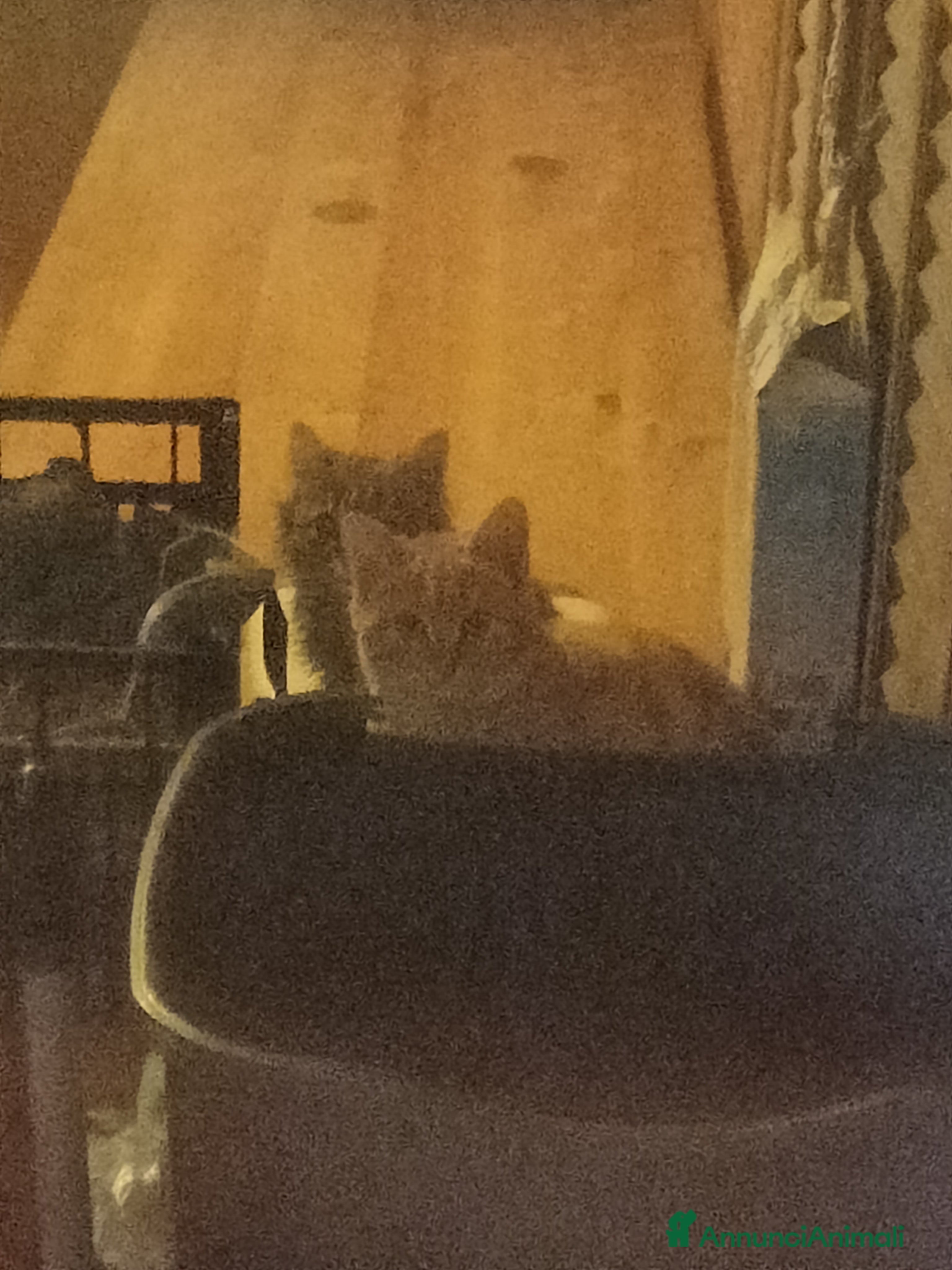 Altre razze gatti Adozione gatti piccoli randagi - Annuncio 9