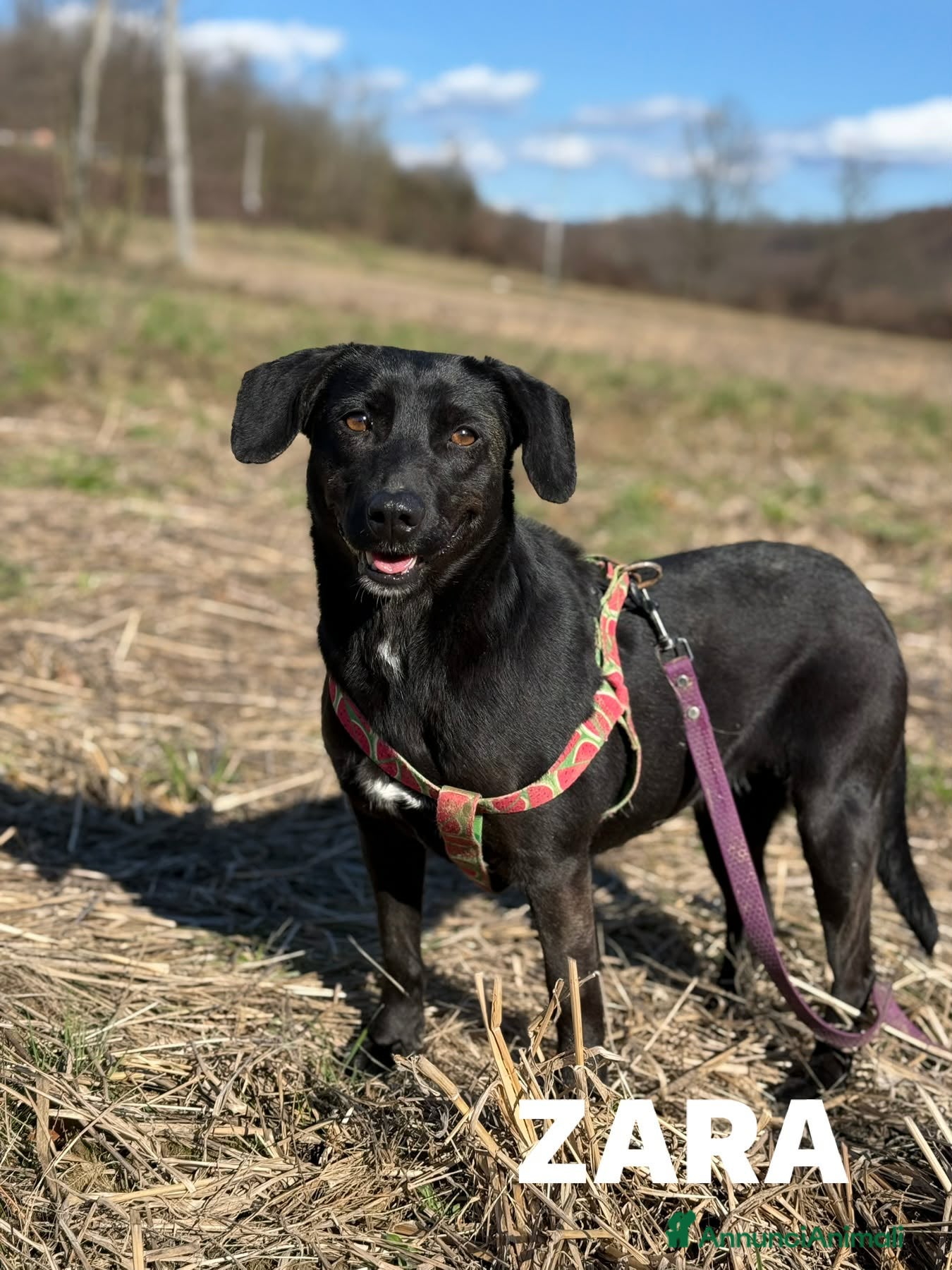 Meticcio cani ZARA, in canile è tristissima!! - Annuncio 3
