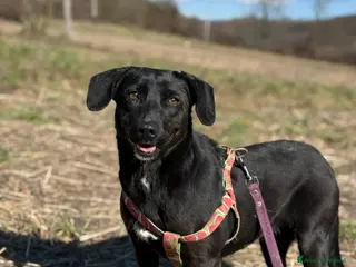 Meticcio cani ZARA, in canile è tristissima!! - Annuncio 3