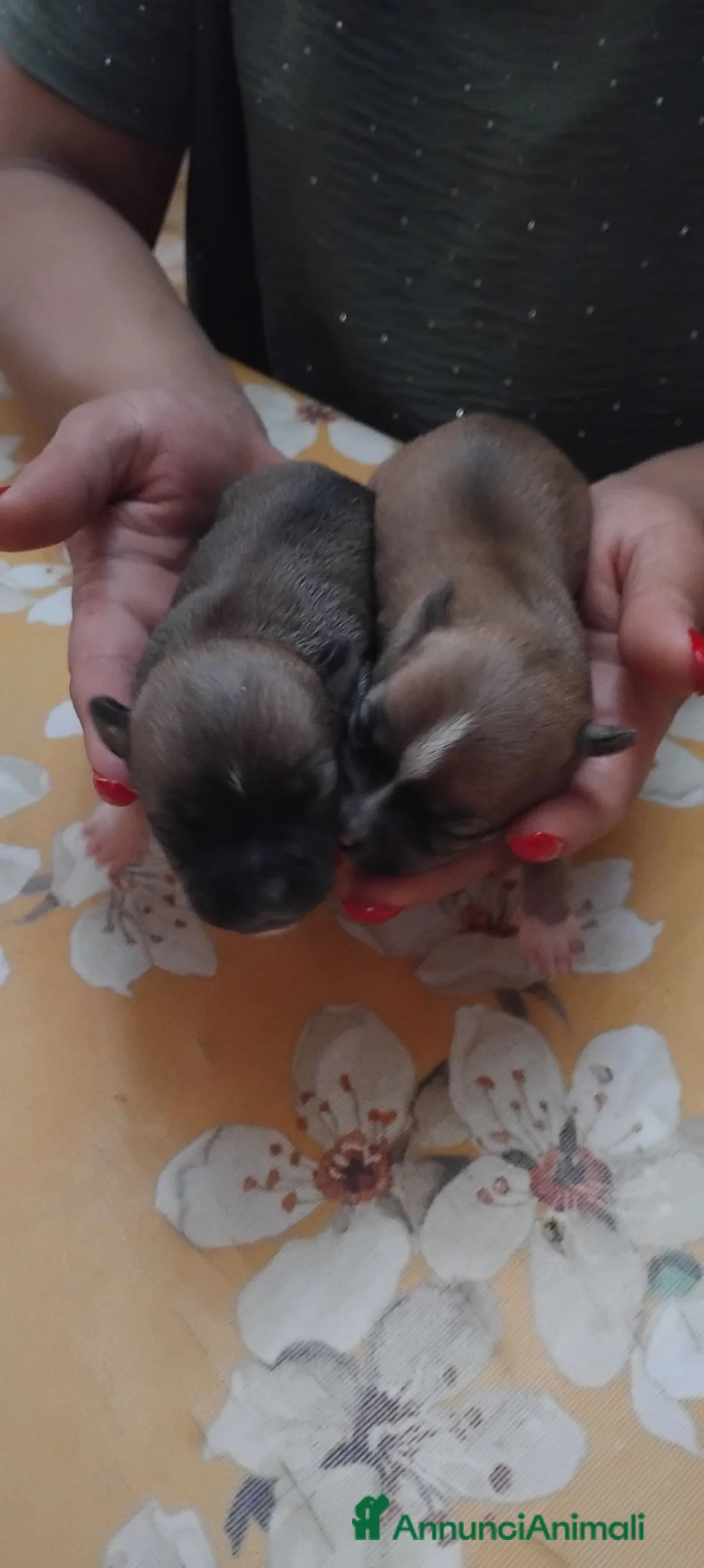 Chihuahua cani in vendita: Chihuahua  - Annuncio 1