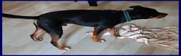 Meticcio cani in regalo: KIMBO dolcissimo piccoletto a Provincia di Viterbo - Annuncio 3