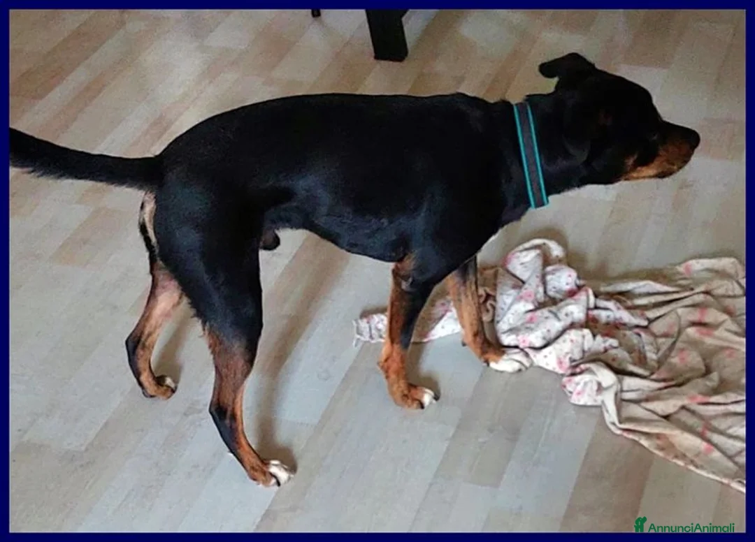 Meticcio cani in regalo: KIMBO dolcissimo piccoletto a Provincia di Viterbo - Annuncio 3