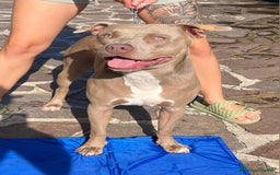 Pitbull cani per accoppiamento: monta pitbull silver red nose a Provincia di Cremona - Immagine 5