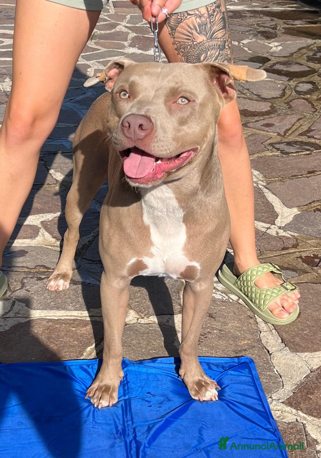 Pitbull cani per accoppiamento: monta pitbull silver red nose a Provincia di Cremona - Immagine 5