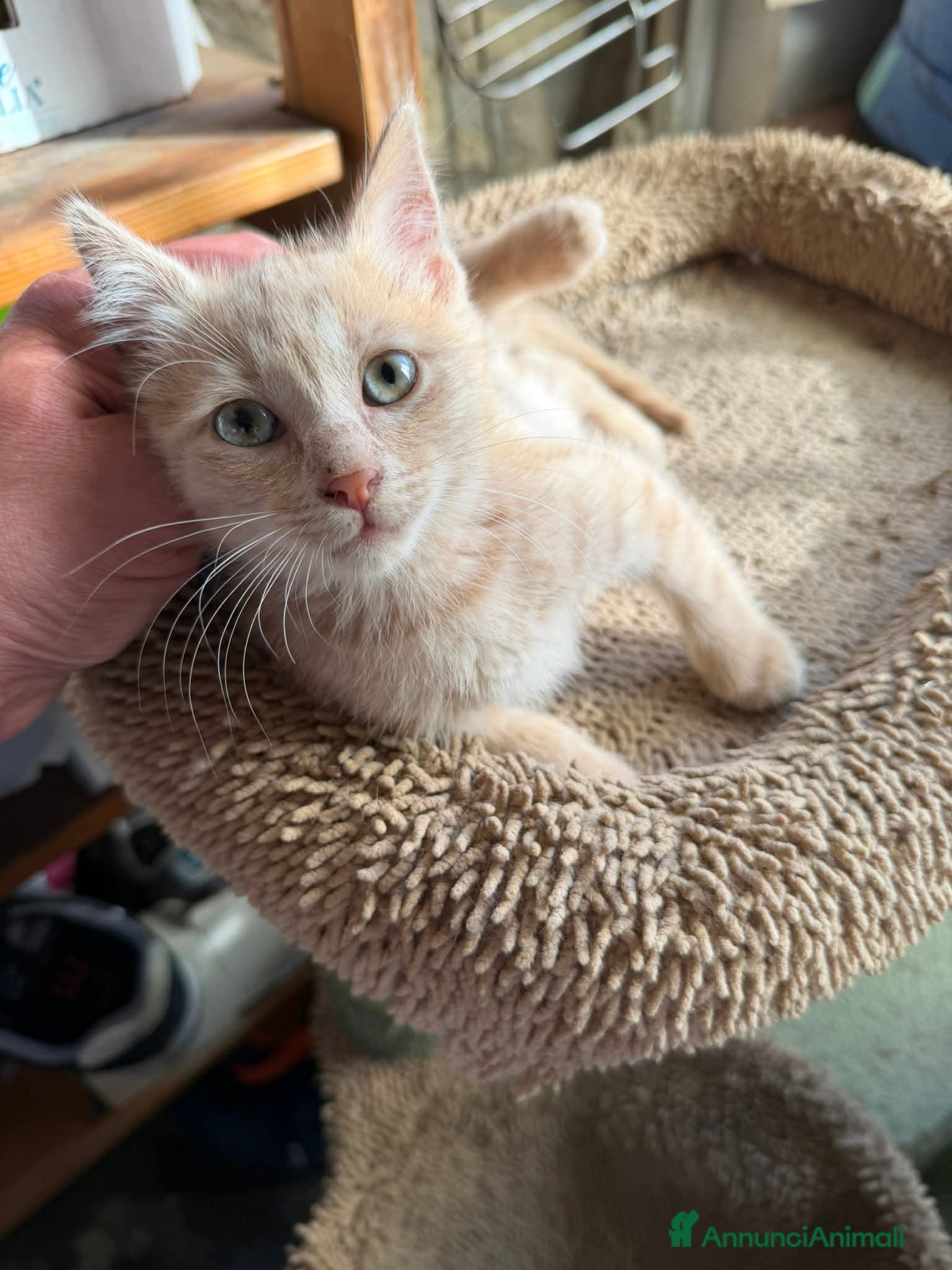 Meticcio gatti Dolcissimo, 2 mesi circa  - Annuncio 18