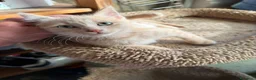 Meticcio gatti in regalo: Dolcissimo, 2 mesi circa  - Annuncio 1