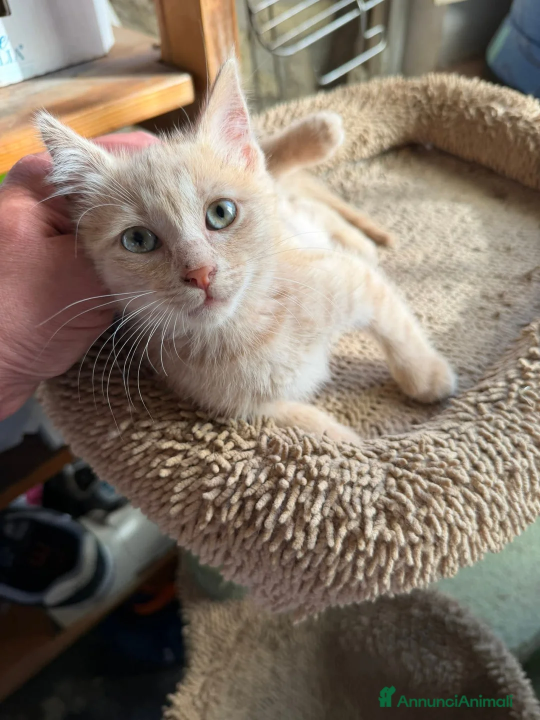 Meticcio gatti in regalo: Dolcissimo, 2 mesi circa  - Annuncio 1