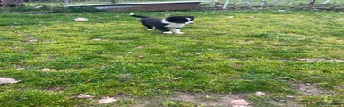 Border Collie Cucciolo 2