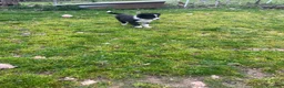 Border Collie cani in vendita: Border collie - Annuncio 4