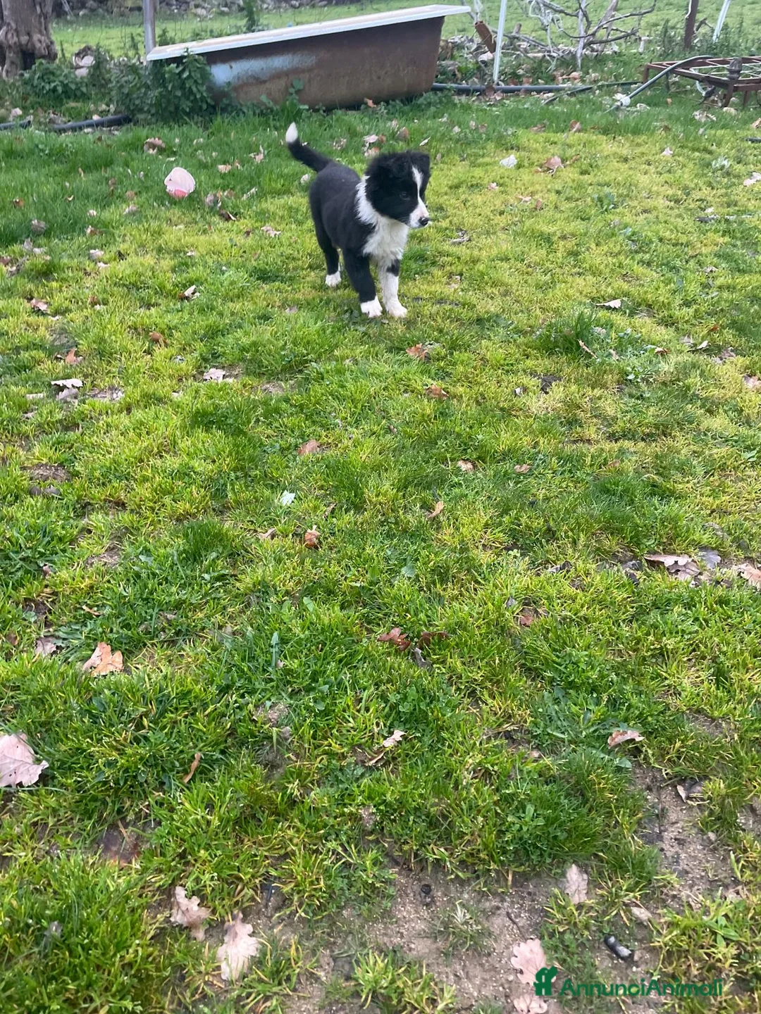 Border Collie cani in vendita: Border collie - Annuncio 4