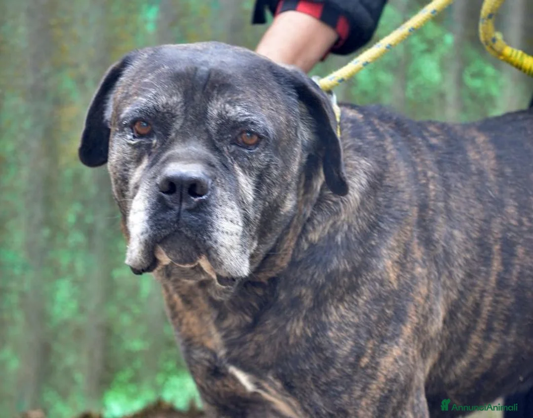 Cane Corso cani in regalo: MAMBO SEI VECCHIO NON SERVI PIU', IN ADOZIONE - Annuncio 1