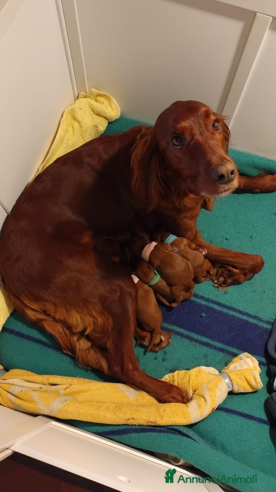 Setter Irlandese cani Ultimi 4 cuccioli di setter irlandese  - Annuncio 1