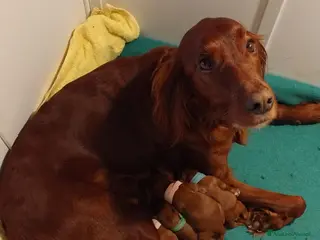 Setter Irlandese cani Ultimi 4 cuccioli di setter irlandese - Annuncio 1