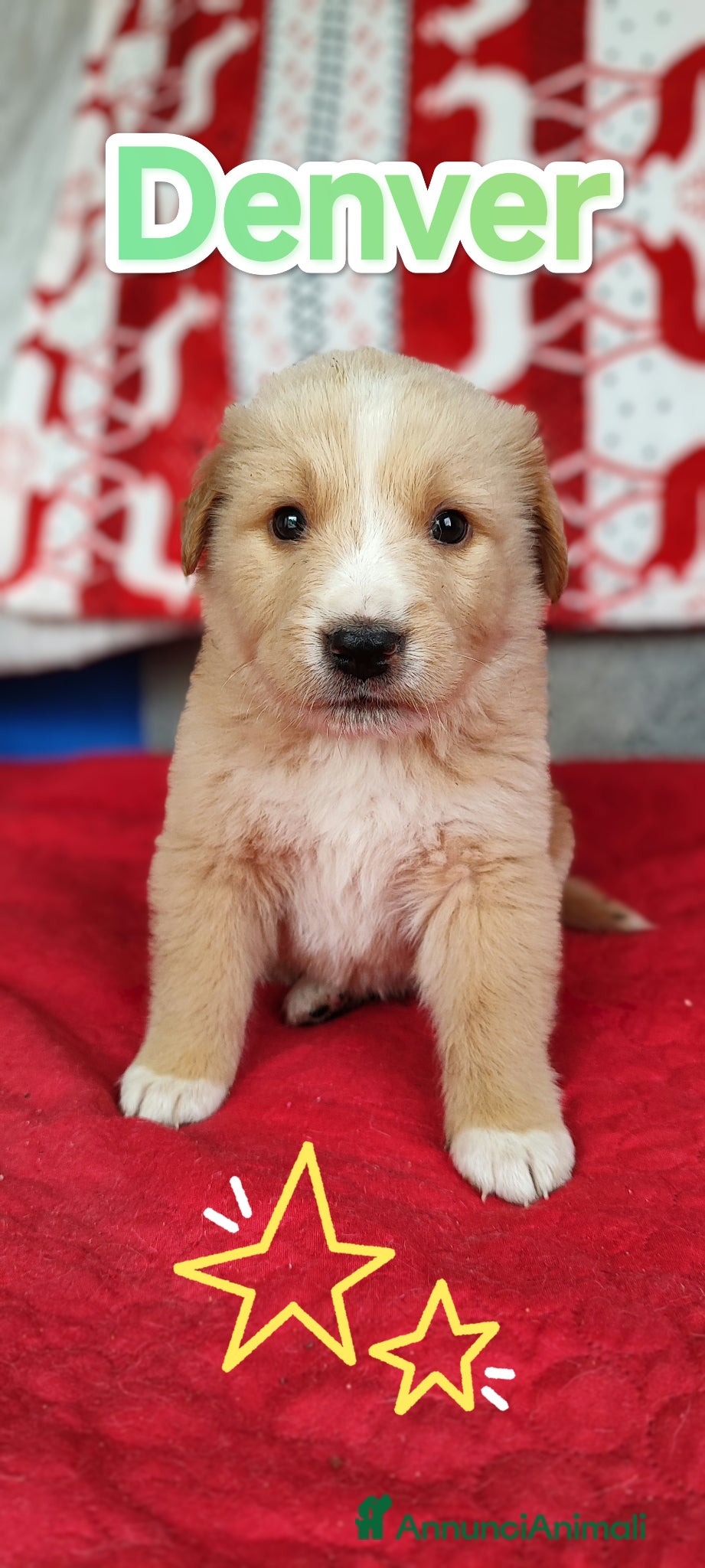 Meticcio cani Denver cucciolo bellissimo cerca famiglia - Annuncio 2